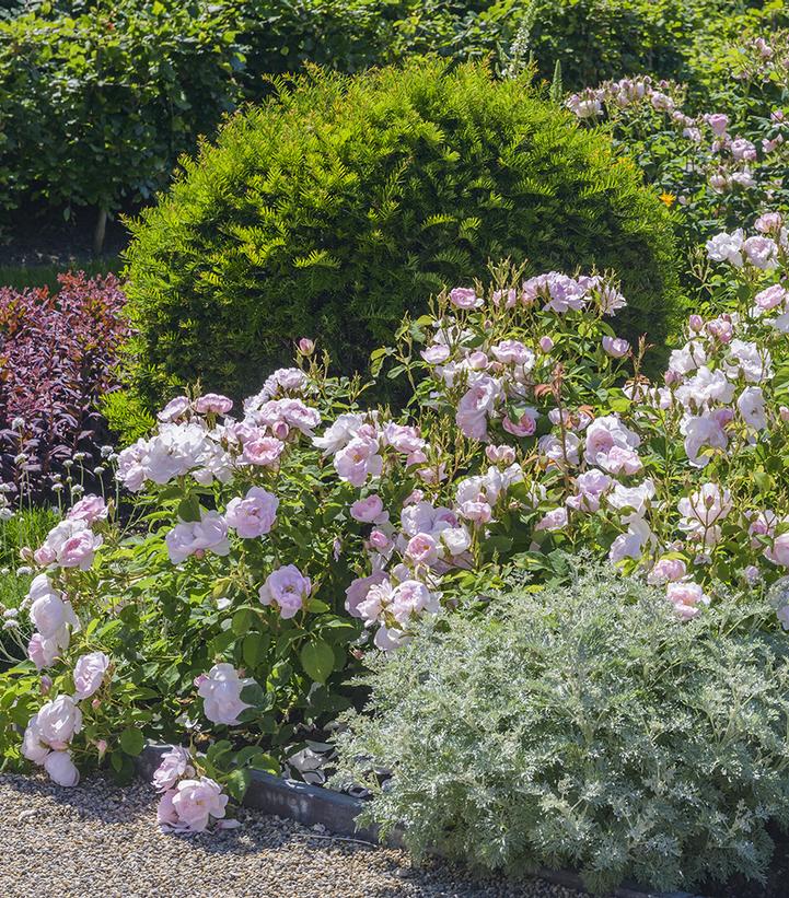 Rosa 'Scarborough Fair'