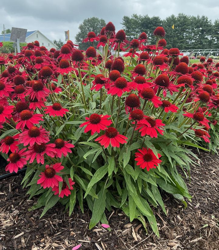 Echinacea x Sunmagic® 'Vintage Hot Red'