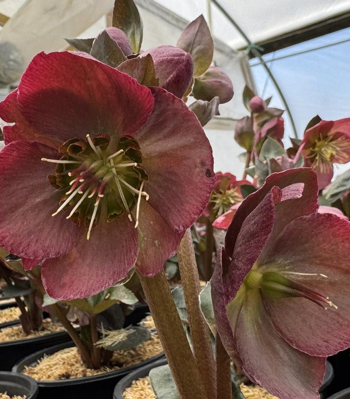 Helleborus x Frostkiss® Elemental®