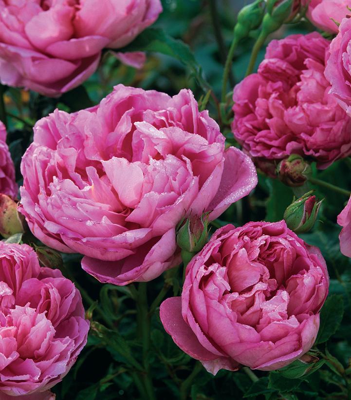 Rosa The Ingenious Mr. Fairchild®