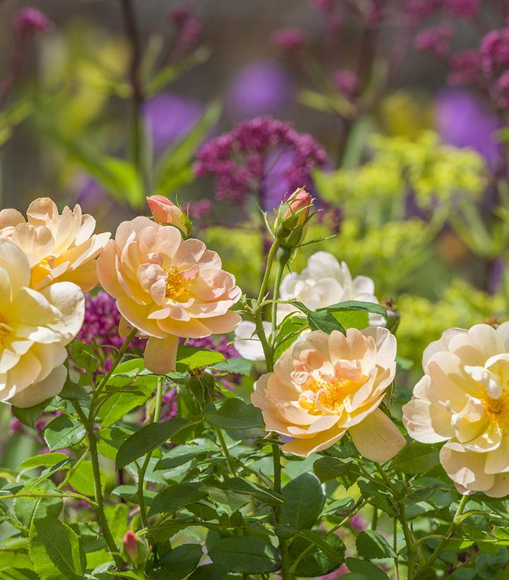 Rosa The Lark Ascending®