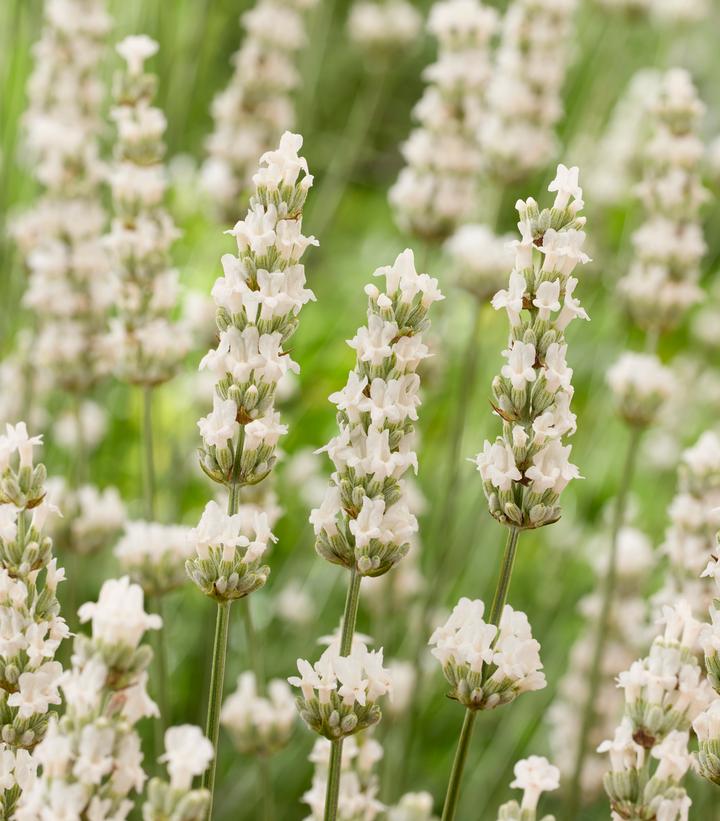 Lavandula x intermedia Exceptional
