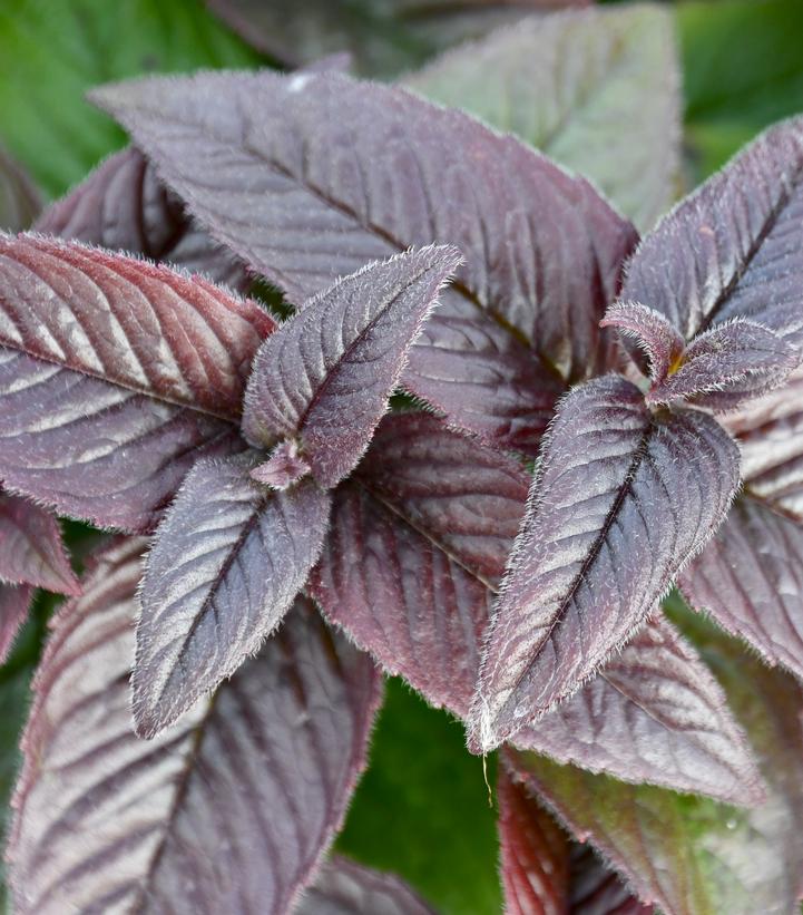 Monarda bradburiana 'Midnight Oil'