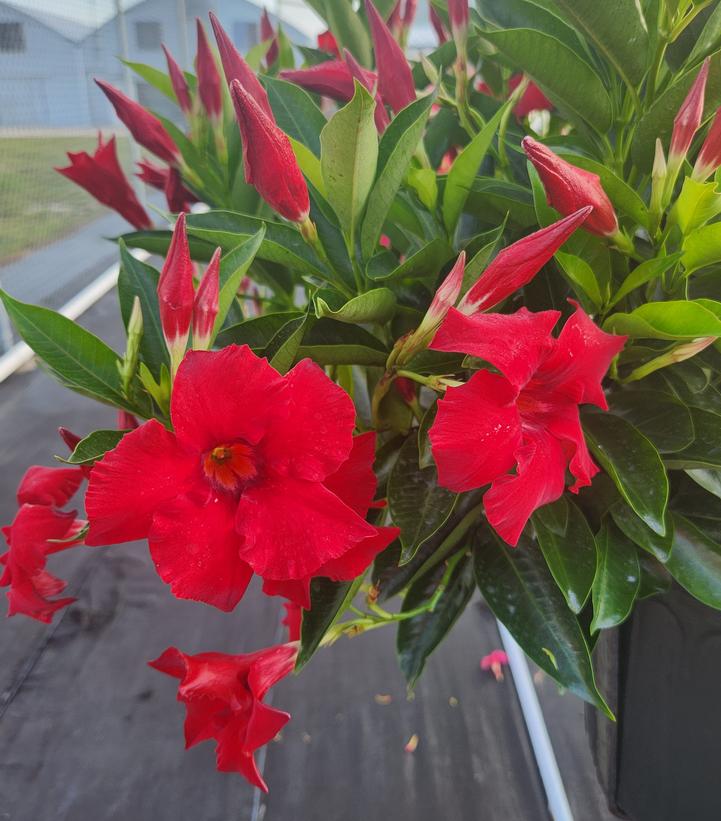 Mandevilla Sundenia® Red Improved