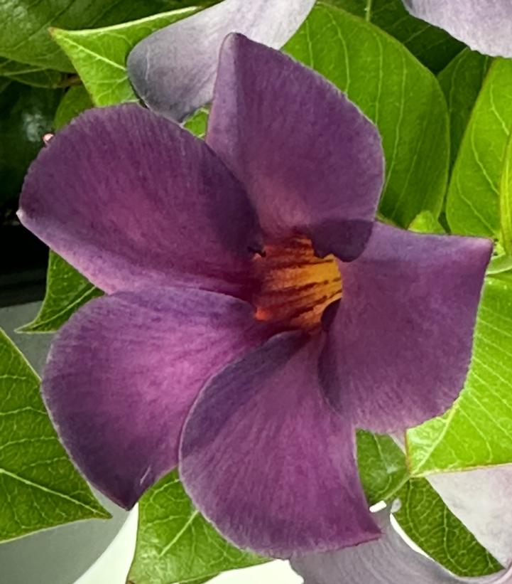 Mandevilla x SUN PARASOL® Original XP Bluephoria™