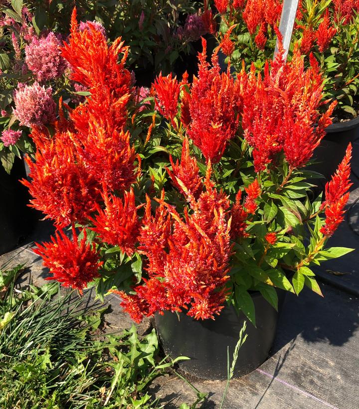 Celosia 'Kelos Fire Orange'