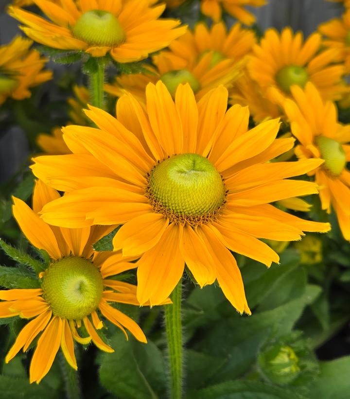 Rudbeckia x Sunbeckia® Emma