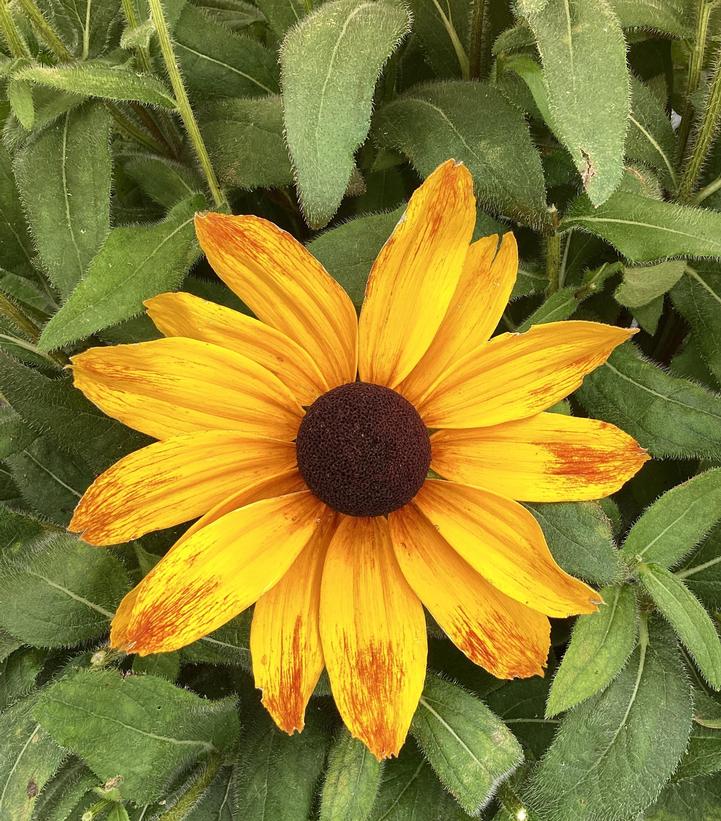 Rudbeckia x Sunbeckia® Marilyn