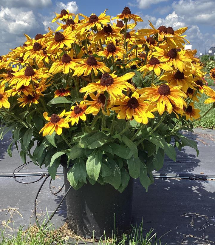 Rudbeckia x Sunbeckia® Mia