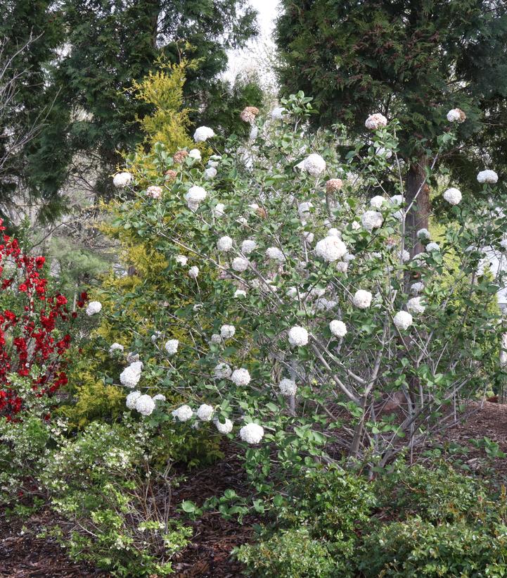 Viburnum carlesii Spice Cowboy®