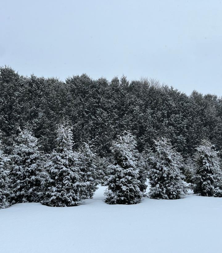Thuja occidentalis Sasquatch Dark Green™