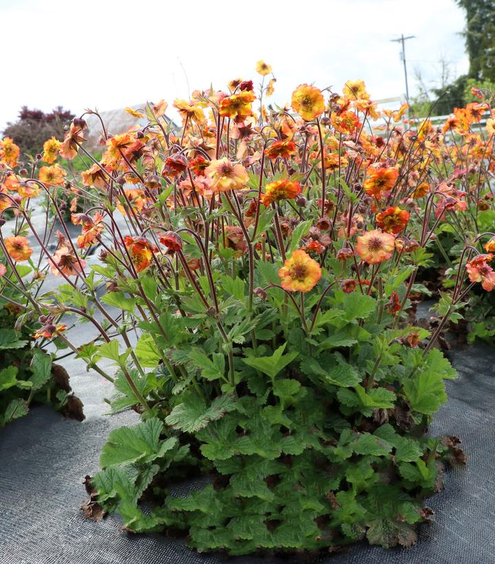 Geum Tempo™ Fiesta