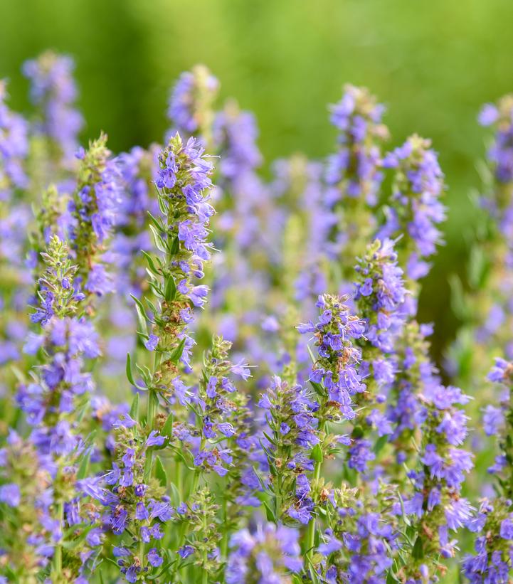 Hyssopus officinalis 'Nectar Ninja'