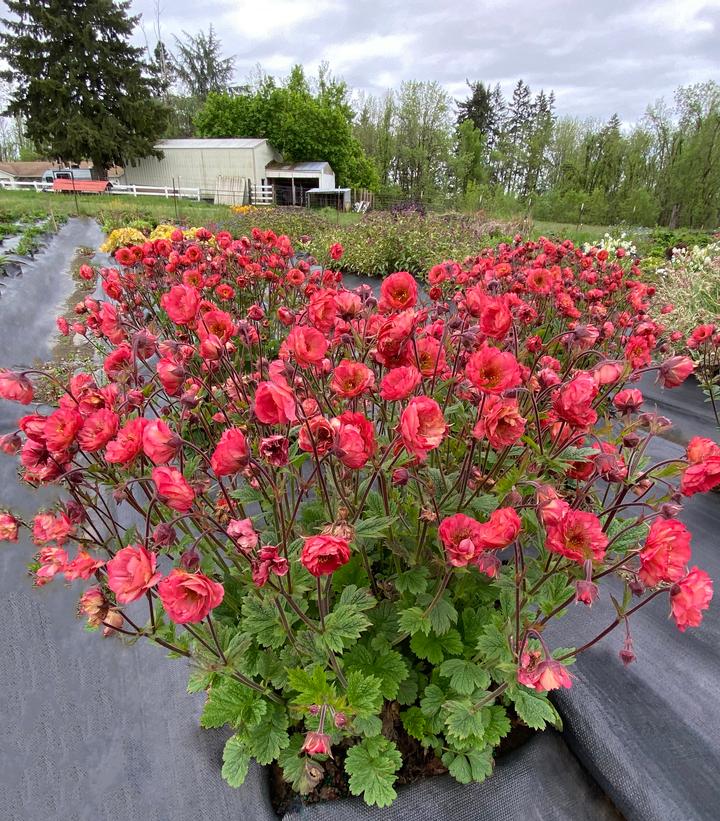 Geum Tempo™ Coral
