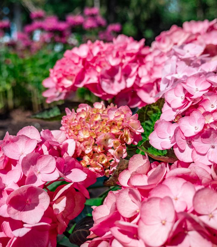 Hydrangea macrophylla Soul Mate™