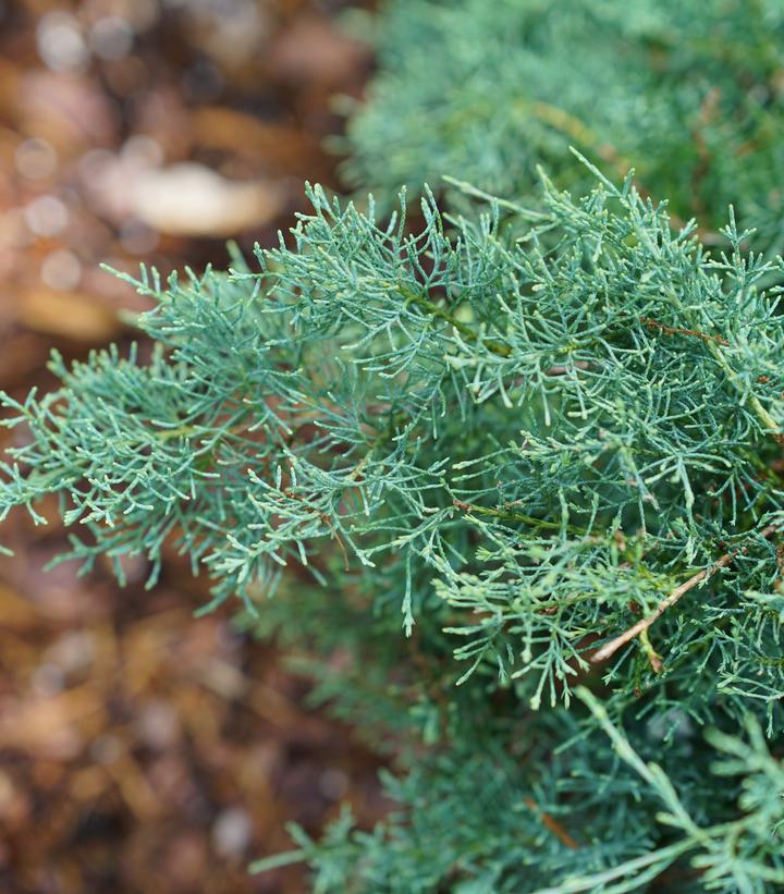 Juniperus chinensis Montana Moss®