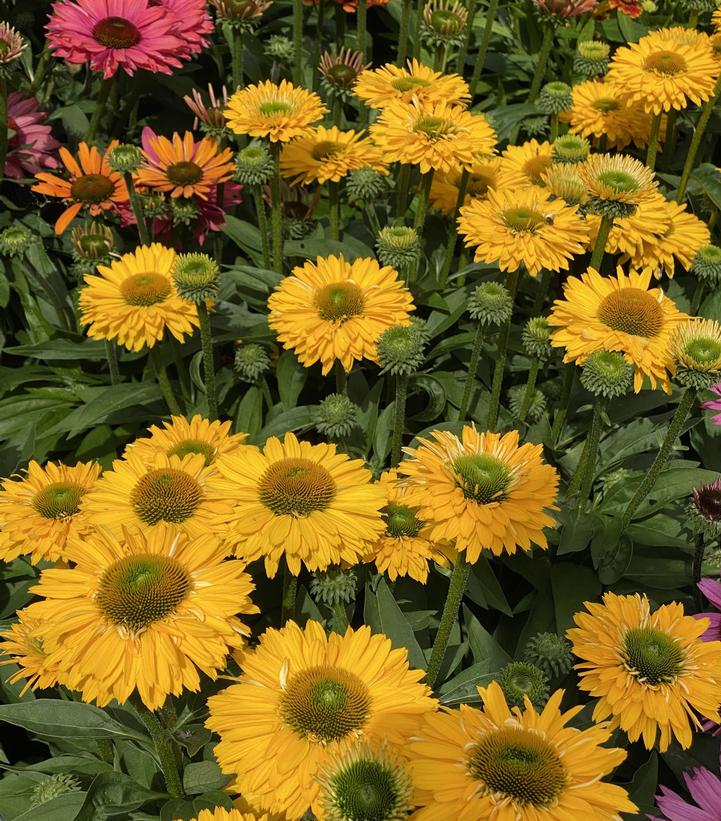 Echinacea x Sunseekers™ Golden Sun