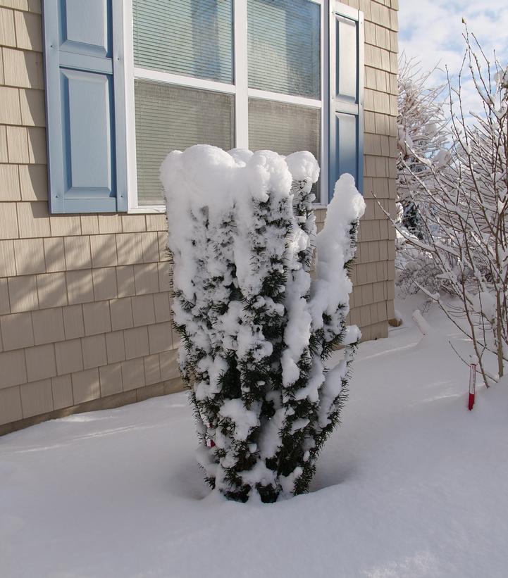 Taxus x media Stonehenge Skinny®