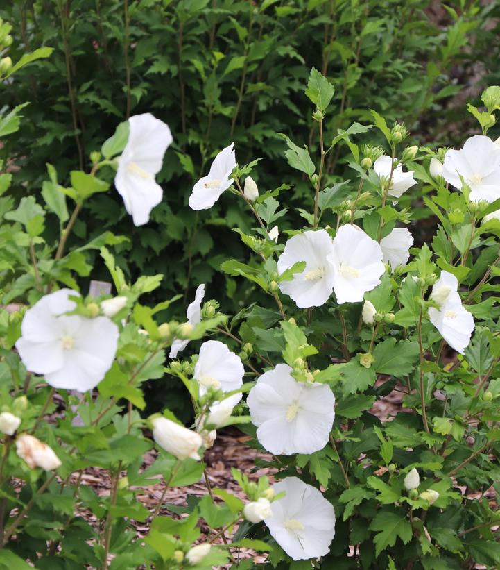 Hibiscus syriacus Paraplu® Pure White