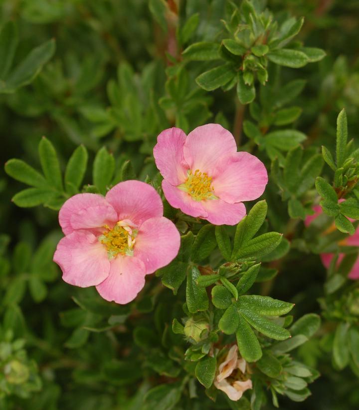 Potentilla Fruticosa Pink Beauty Pink Beauty Cinquefoil From Prides Corner Farms