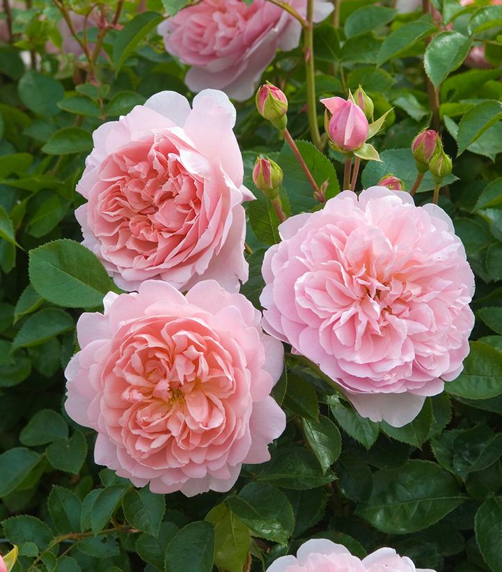 Rosa Wildeve®