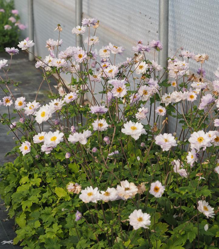 Anemone japonica Frilly Knickers™