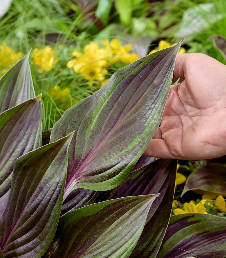 Hosta Red Ninja™