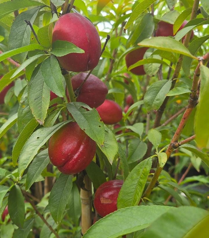 Prunus X Independence