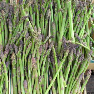 Asparagus Jersey Knight