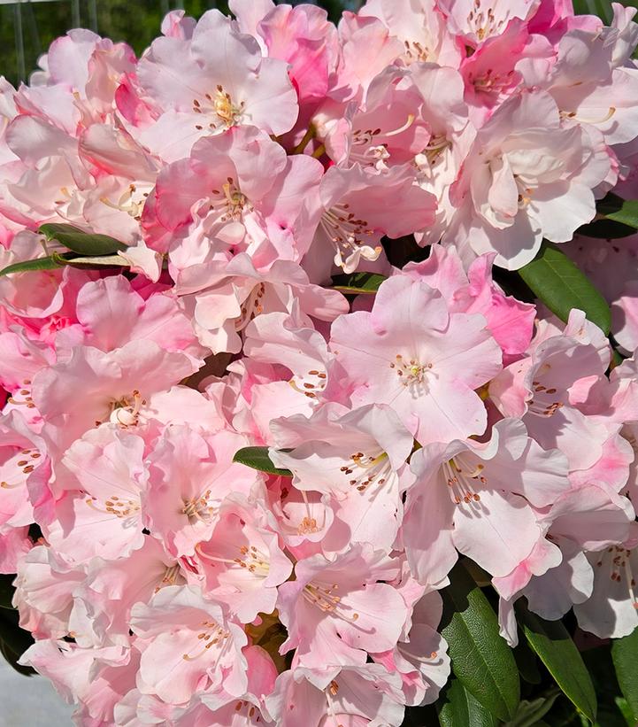 Rhododendron Mardi Gras
