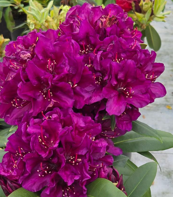 Rhododendron Polarnacht