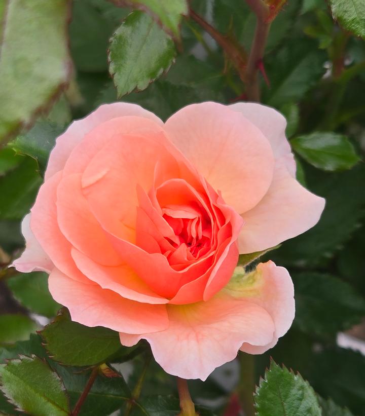 Rosa Apricot Drift®