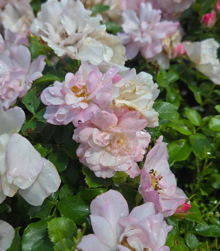 Rosa Flower Carpet Apple Blossom