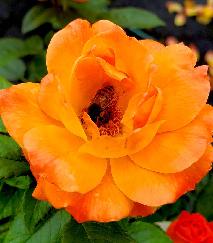 Rosa Easy-to-Love® Livin' Easy™