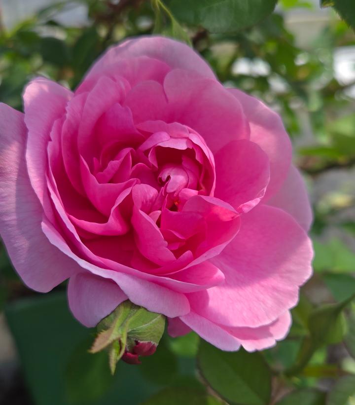 Rosa Gertrude Jekyll®