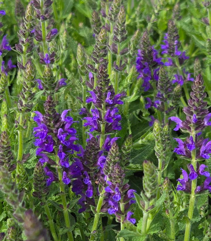 Salvia nemerosa Marcus™