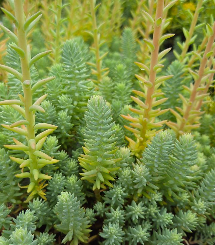 Sedum reflexum 