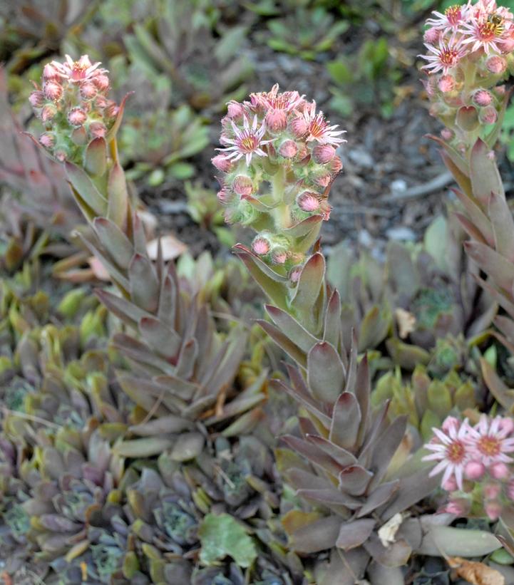 Sempervivum 'Purple Beauty'