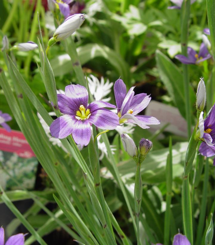 Sisyrinchium angust. 'Lucerne'