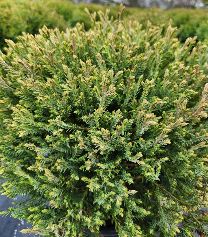 Thuja Mr. Bowling Ball®