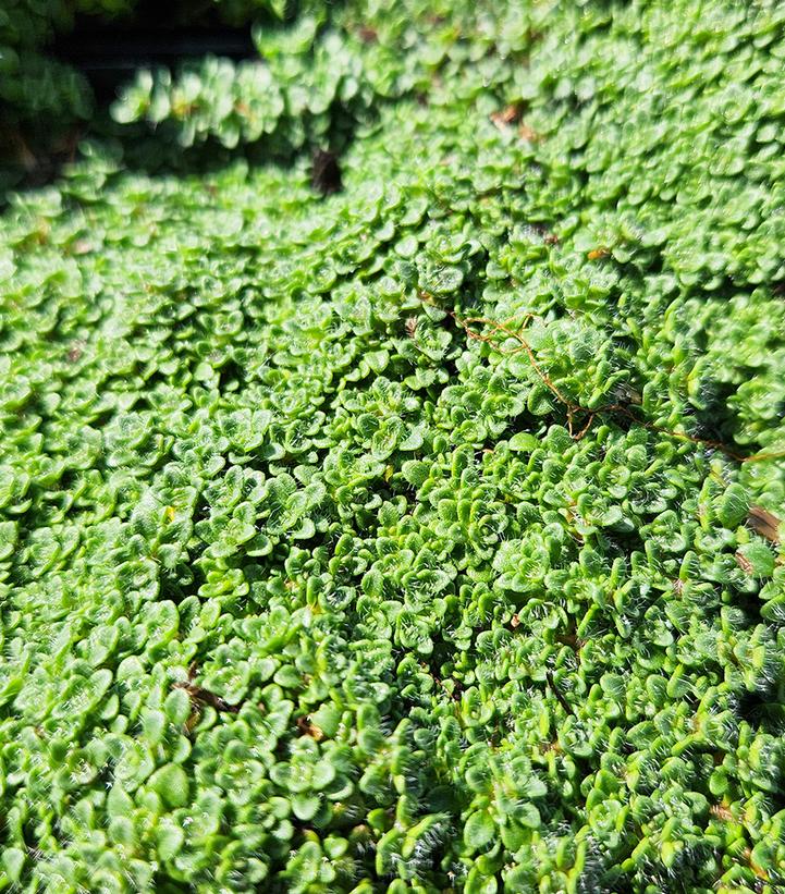 Thymus serpyllum 'Elfin'