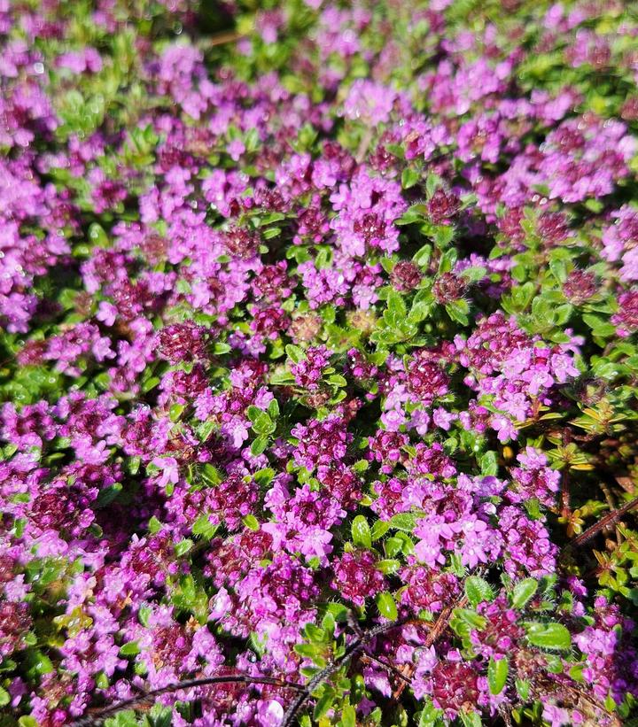 Thymus praecox 'Purple Carpet'