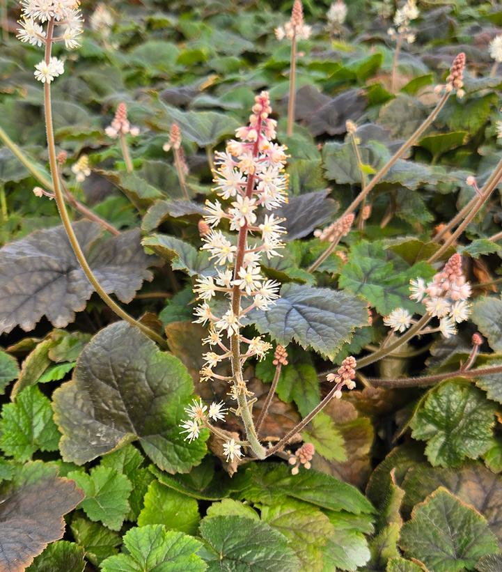 Tiarella cordifolia 