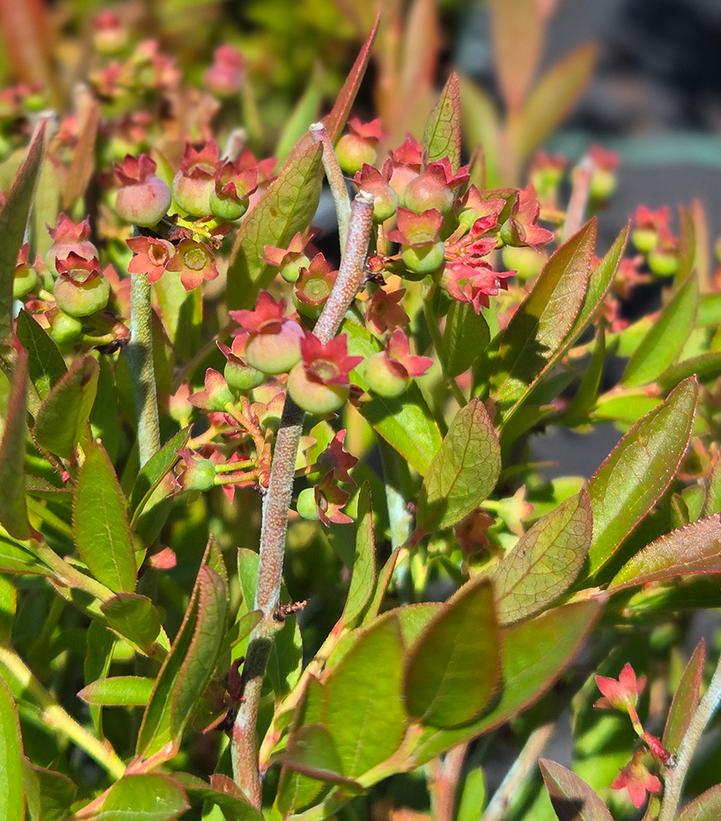 Vaccinium angustifolium 'Burgundy' Burgundy Lowbush Blueberry from Prides  Corner Farms
