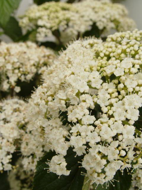 Viburnum dilatatum Cardinal Candy®