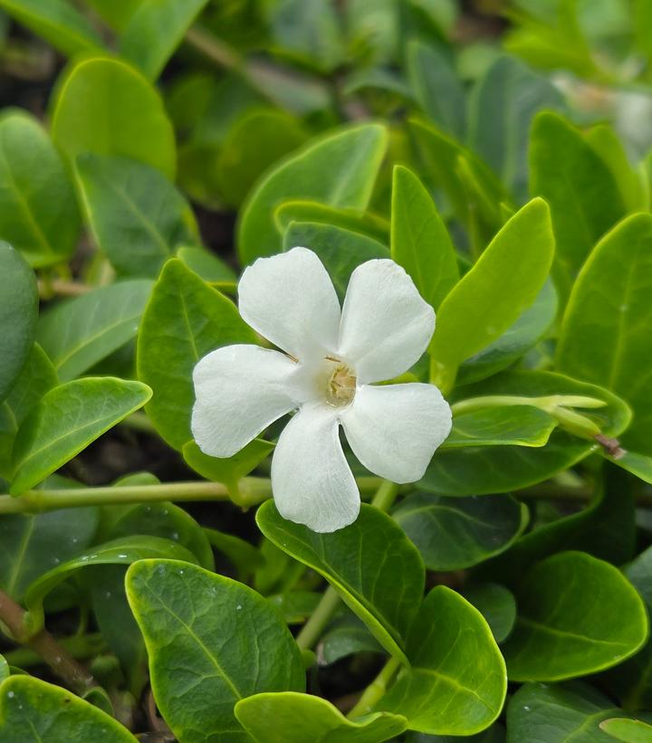 Vinca minor 'Alba'