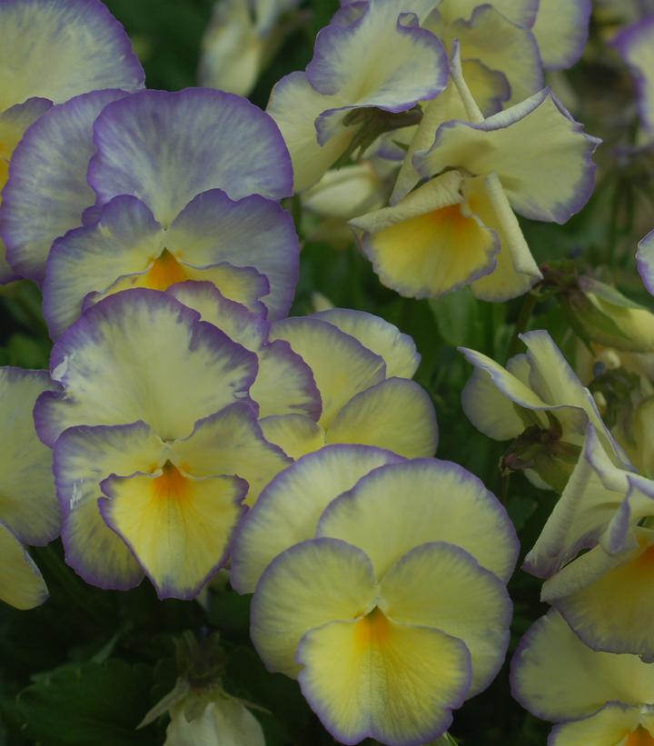 Viola x 'Etain'