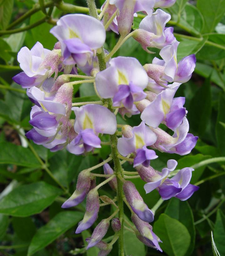 Wisteria frut. Amethyst Falls Amethyst Falls American