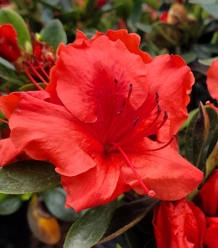 Azalea 'Girards Crimson'