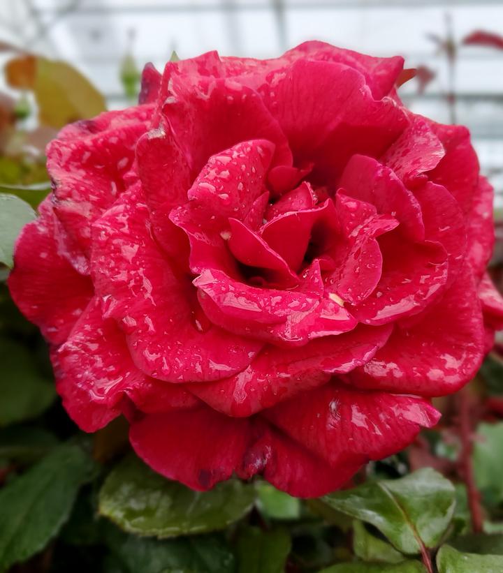 Rosa Mister Lincoln